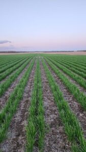 Performance agro-environnementale et économique de la culture du soya en relais sous le couvert du blé d’automne dans des conditions environnementales du Québec