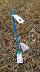 Évaluation de l'impact à long terme des pratiques culturales sur la dynamique du carbone organique et de l'azote dans le contexte de lutte contre le changement climatique