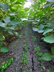 Impact des cultures de couverture sur les émissions de protoxyde d’azote au Québec : revue de littérature