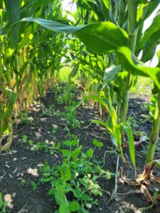 Impact de l'intégration des cultures de couverture ou des plantes fourragères pérennes dans des rotations de grandes cultures sur la résilience du sol et la rentabilité des cultures