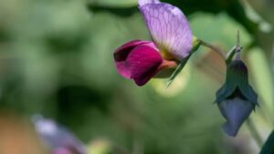 Évaluation de la performance agronomique au champ des cultivars de la Gesse (Lathyrus sativus) dans les conditions pédoclimatiques du Québec