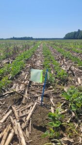 Durée d’efficacité des pièges-appâts pour capturer les vers fil-de-fer