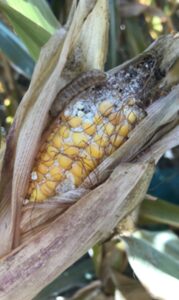 Ver-gris occidental du haricot et mycotoxines: Impact de l'insecte et de son contrôle sur la salubrité du maïs et les risques pour la santé animale.