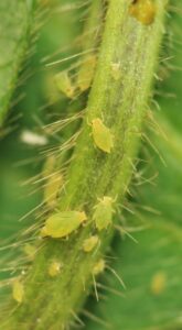 Améliorer la gestion intégrée du puceron du soya au Québec en développant une méthode de dépistage séquentiel et en validant la rentabilité des traitements insecticides